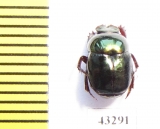 Scarabaeinae sp.  French Guiana - INSECTS-STORE.RU