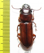 Parandrinae sp.  Colombia - INSECTS-STORE.RU