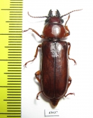 Parandrinae sp.  Colombia - INSECTS-STORE.RU