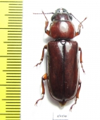 Parandrinae sp.  Colombia - INSECTS-STORE.RU