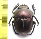 Kheper nigroaeneus?  South Africa Rep. - INSECTS-STORE.RU