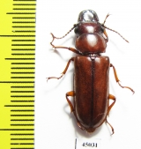 Parandrinae sp.  Ecuador - INSECTS-STORE.RU