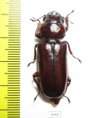 Parandrinae sp.  Colombia - INSECTS-STORE.RU