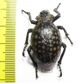 Brachycerus sp.  Zambia - INSECTS-STORE.RU