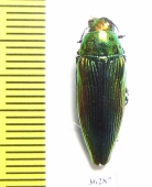 Eurythyrea eoa  Russia, Far East - INSECTS-STORE.RU