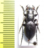 Omus audouini  USA - INSECTS-STORE.RU