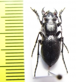 Omus audouini  USA - INSECTS-STORE.RU