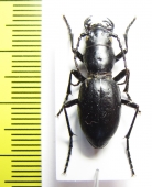 Amblycheila baroni  USA - INSECTS-STORE.RU