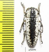 Milothris irrorata  Indonesia, Java - INSECTS-STORE.RU