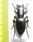 Amblycheila baroni  USA - INSECTS-STORE.RU