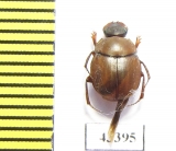 Scarabaeinae sp.  French Guiana - INSECTS-STORE.RU