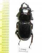 Dorcus sp.  China, Yunnan prov.  - INSECTS-STORE.RU