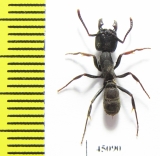 Formicidae sp.  Indodesia, Java - INSECTS-STORE.RU