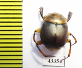 Scarabaeinae sp.  French Guiana - INSECTS-STORE.RU