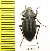 Tenebrionidae sp.  South Africa Rep. - INSECTS-STORE.RU