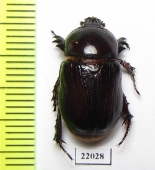 Dynastinae sp.  Zambia - INSECTS-STORE.RU