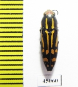 Polyctestis okhurai  Thailand - INSECTS-STORE.RU