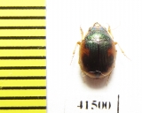 Omophron sp.  South Africa Rep. - INSECTS-STORE.RU