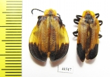 Lycidae sp., pair  South Africa Rep. - INSECTS-STORE.RU