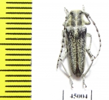 Oxylia argentata  Armenia - INSECTS-STORE.RU