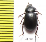 Tenebrionidae sp.  South Africa Rep. - INSECTS-STORE.RU