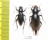 Tenebrionidae sp., pair  South Africa Rep. - INSECTS-STORE.RU