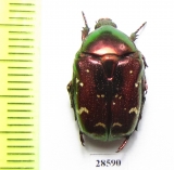 Protaetia splendidula kermanensis  Iran, Kerman prov. - INSECTS-STORE.RU