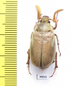 Melolontha llinaresi  Spain - INSECTS-STORE.RU