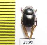 Scarabaeinae sp.  French Guiana - INSECTS-STORE.RU