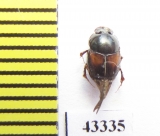 Scarabaeinae sp.  French Guiana - INSECTS-STORE.RU