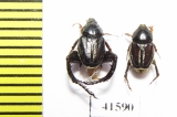 Hopliini sp., pair  South Africa Rep. - INSECTS-STORE.RU