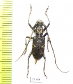 Monochamus sp.  China, Yunnan prov. - INSECTS-STORE.RU