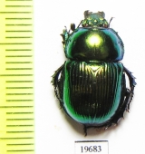 Phelotrupes auratus  Japan - INSECTS-STORE.RU