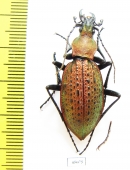 Carabus (Coptolabrus) smaragdinus hoenggandoensis  Korea - INSECTS-STORE.RU