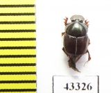 Scarabaeinae sp.  French Guiana - INSECTS-STORE.RU