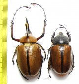 Golofa eacus, pair Colombia  58mm - INSECTS-STORE.RU