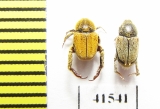 Hopliini sp., pair  South Africa Rep. - INSECTS-STORE.RU