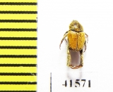 Hopliini sp.  South Africa Rep. - INSECTS-STORE.RU