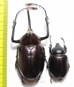 Golofa porteri?, pair Colombia  80mm - INSECTS-STORE.RU