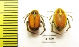 Hopliini sp., pair  South Africa Rep. - INSECTS-STORE.RU
