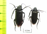 Meloidae sp.  South Africa Rep. - INSECTS-STORE.RU