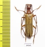 Vesperus aragonicus  Spain - INSECTS-STORE.RU