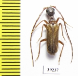 Vesperus lucasi  Spain - INSECTS-STORE.RU