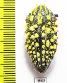 Julodis sulcicollis ssp.1  South Africa Rep. - INSECTS-STORE.RU