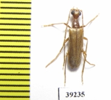 Vesperus baesuriensis  Portugal - INSECTS-STORE.RU