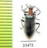 Tenebrionidae sp.  Indonesia, Sumatra - INSECTS-STORE.RU