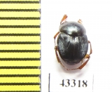 Scarabaeinae sp.  French Guiana - INSECTS-STORE.RU