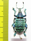 Eupholus geoffroyi  Papua New Guinea - INSECTS-STORE.RU