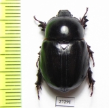 Dynastinae sp.  South Africa Rep. - INSECTS-STORE.RU