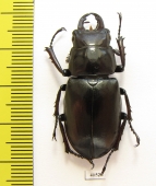 Lucanus subvelutinus  Iran, Mazandaran prov. 38mm - INSECTS-STORE.RU